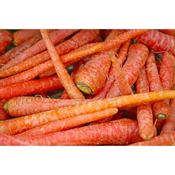 Fresh Red Carrot 